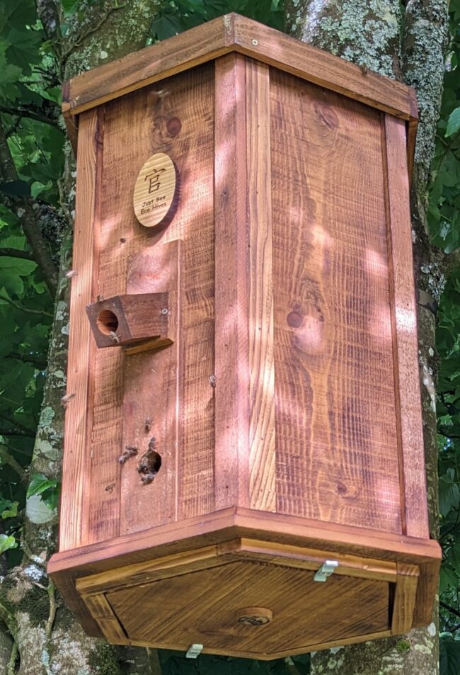 Wooden bee hive in place in a tree. With bees surrounding it and moving in.